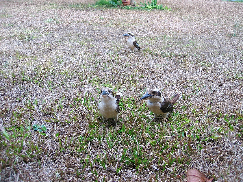 042 Kookaburras.jpg